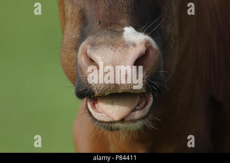 Close up van een koe vache ; close up Banque D'Images