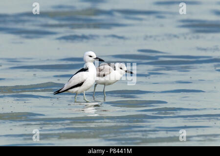 Des profils & crabe juvénile siffleur dans la boue des Sulaibikhat, le Koweït. Janvier 2011. Banque D'Images