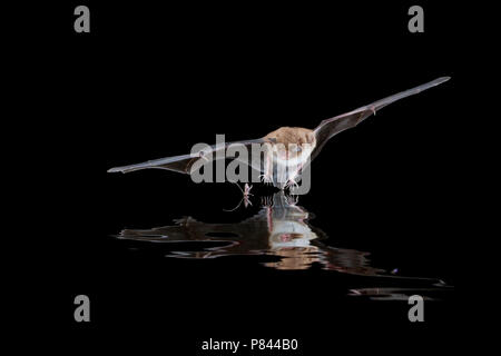 Watervleermuis jagend boven l'eau ; Daubentons bat près de l'eau chasse Banque D'Images