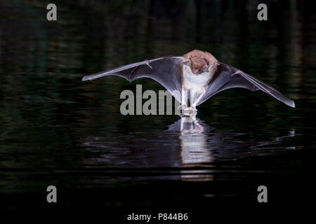 Watervleermuis jagend boven l'eau ; Daubentons bat près de l'eau chasse Banque D'Images