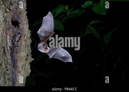 Dans Watervleermuis de viaje en avión ; Daubenton's bat en vol Banque D'Images