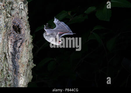 Dans Watervleermuis de viaje en avión ; Daubenton's bat en vol Banque D'Images