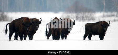 Dans Wisenten Kudde de en op ouvrir vlakte ; Bison d'Europe dans la neige Banque D'Images