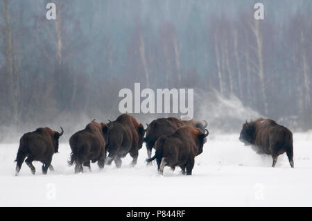 Dans Wisenten Kudde en op de vlakte ouvert ; l'exécution de bison d'Europe dans la neige Banque D'Images