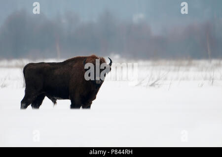 En Bison Bison d'Europe ; en de dans la neige Banque D'Images