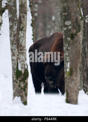 Bison tussen bomen en de en ; Bison d'Europe dans la neige Banque D'Images