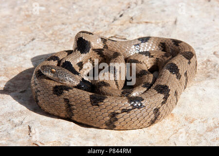 Katslang ; Serpent chat européen Banque D'Images