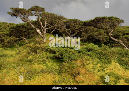 Landschap Azoren ; Paysage Açores Banque D'Images