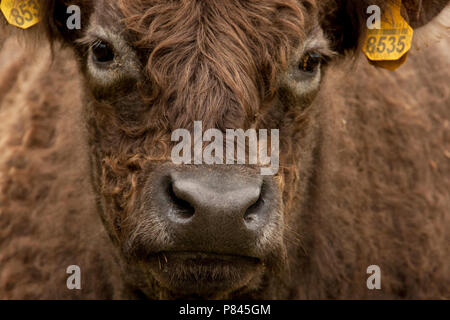 Close-up van een Galloway kop, gros plan d'une tête Galloway Banque D'Images