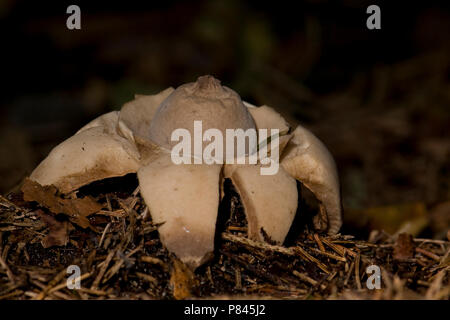 Gekraagde aardster, earthstar Banque D'Images