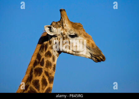 Girafe, Girafe, Giraffa camelopardalis Banque D'Images