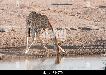 Giraf drinkend NP d'Etosha, Namibie Namibie Etosha NP potable girafe Banque D'Images