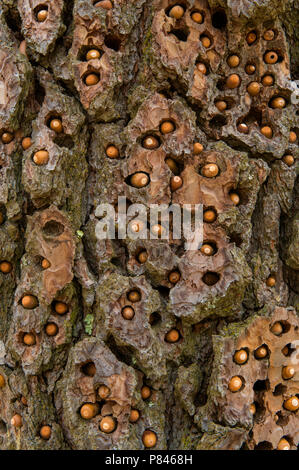 Stash de l'Acorn Woodpecker (Melanerpes formicivorus), le pin ponderosa, Acorn Ranch, Yorkville, Mendocino County, Californie Banque D'Images