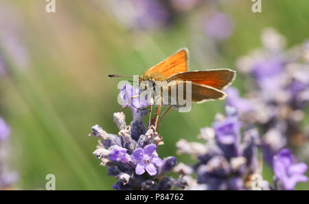 Un beau petit papillon Skipper (Thymelicus sylvestris) nectar sur une jolie fleur de lavande. Banque D'Images