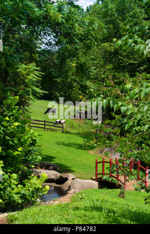 Les vaches de pâturage vert sur une pente gazonnée, avec clôture en bois. Dans l'avant-plan est un beau rouge, pont en bois de style oriental courbé traversant un ruisseau. Banque D'Images