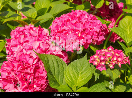 L'Hydrangea feuilles et fleurs, point sur le premier plan. Banque D'Images