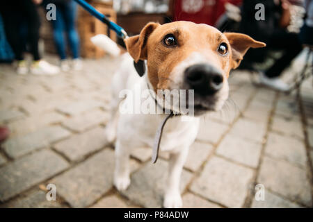 Funny Jack Russell Terrier Dog marche le long de la rue sur une laisse. Chien regarde directement dans la caméra. Large Lentille Ange tourné. Banque D'Images