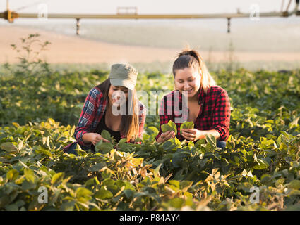 Deux belles et jeunes filles agriculteur récolte l'examen de soya dans la zone pendant l'été Banque D'Images