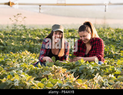 Deux belles et jeunes filles agriculteur récolte l'examen de soya dans la zone pendant l'été Banque D'Images