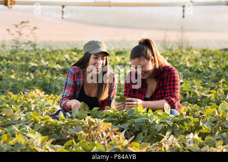 Deux belles et jeunes filles agriculteur récolte l'examen de soya dans la zone pendant l'été Banque D'Images