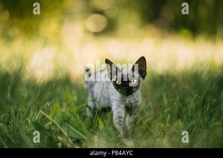 Funny Jeune Devon Rex gris chaton dans l'herbe verte. Chat à poil court de race anglaise. Banque D'Images