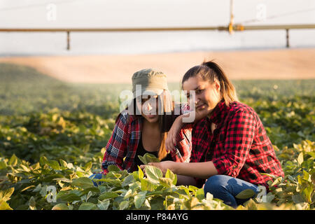 Deux belles et jeunes filles agriculteur récolte l'examen de soya dans la zone pendant l'été Banque D'Images