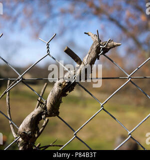 Pris dans une branche wire fence Banque D'Images