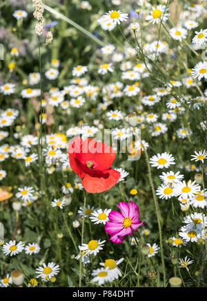 Seul rouge coquelicot poussant parmi les daisy's dans une prairie de fleurs sauvages, Worcestershire, Angleterre, Royaume-Uni Banque D'Images