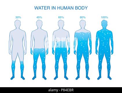 Différence du pourcentage d'eau dans le corps humain. Illustration de Vecteur