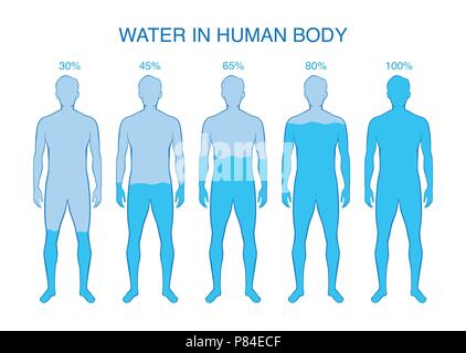 Différence du pourcentage d'eau dans le corps humain. Illustration de Vecteur