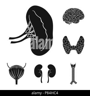 Les organes de l'ensemble des icônes noires dans la conception de la collection. L'anatomie et les organes internes stock symbole vecteur illustration. Illustration de Vecteur