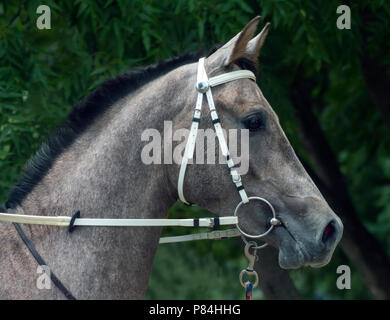 Etalon cheval arabe gris,portrait nord du Caucase. Banque D'Images