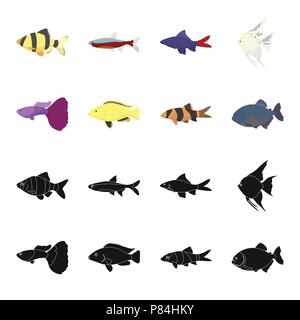 Botia, clown, piranha, cichlid, Hummingbird, guppy, poissons set collection icônes de black,cartoon style symbole vecteur illustration de stock . Illustration de Vecteur