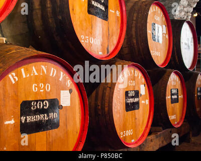 Des tonneaux de vin dans un ancien domaine viticole Banque D'Images