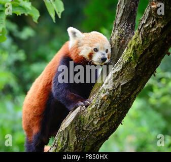 Le panda rouge, Firefox ou moins panda (Ailurus fulgens) Banque D'Images