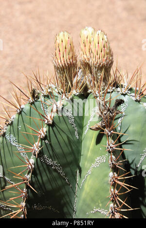 Cactus en fleurs Jardin Majorelle - Yves Saint Laurent Résidence, Marrakech, Maroc Banque D'Images