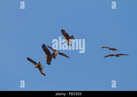 (Western) Milan noir - Milvus migrans - Schwarzmilan ssp. migrans, Maroc, oiseaux de commencer la migration le matin Banque D'Images