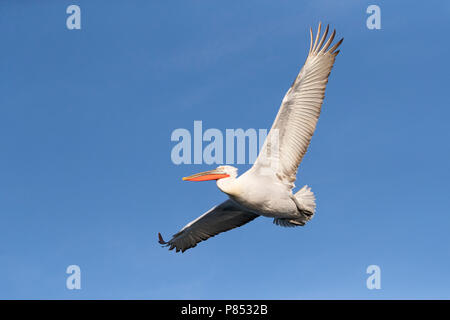 Pélican frisé (Pelecanus crispus) au lac Kerkini, Grèce Banque D'Images