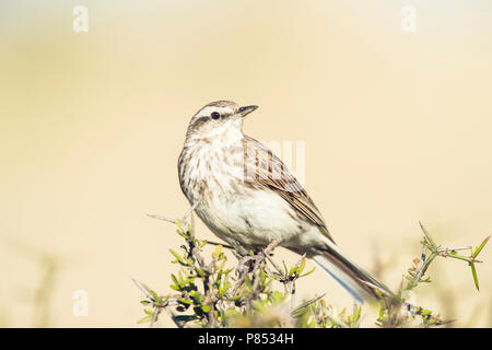 La NOUVELLE ZELANDE Sprague (Anthus novaeseelandiae) perché sur un buisson sur l'île du Sud, Nouvelle-Zélande. Banque D'Images