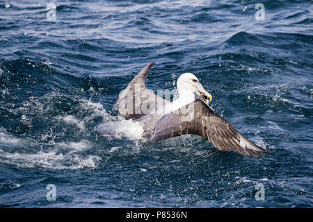 Albatros à cape blanche (Thalassarche steadi) décoller avec de la nourriture. Banque D'Images
