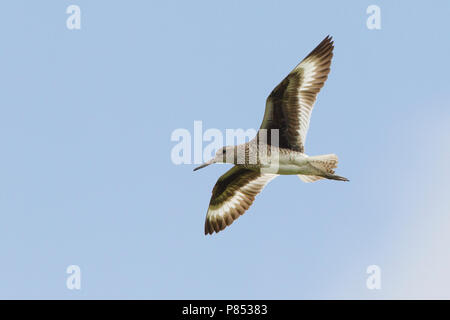 Oostelijke Willet dans de viaje en avión, Eastern Willet en vol Banque D'Images