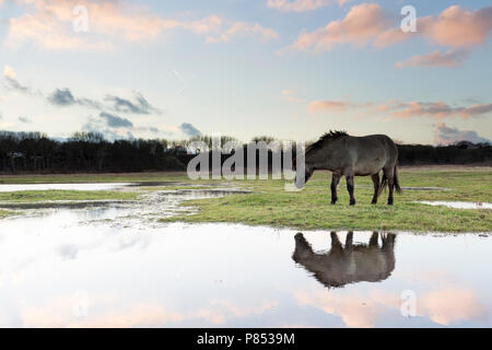 Chevaux Konik dans Lentevreugd, Wassenaar, Pays-Bas Banque D'Images