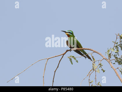 Blue-cheeked Bee-eater Merops persicus, Banque D'Images