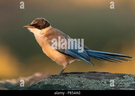 Pie ibérique (Cyanopica cooki) en Estrémadure, Espagne Banque D'Images