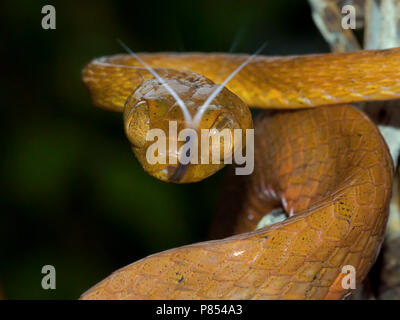 Blunthead Imantodes cenchoa Serpent, Banque D'Images