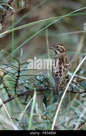 Première de l'hiver (Emberiza rustique rustica) à Vlieland, Pays-Bas. Un rare vagrant aux Pays-Bas Banque D'Images