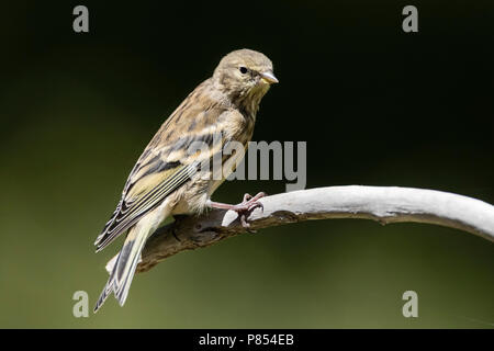 Venturon montagnard (Serinus citrinella) en espagnol pré-Pyrénées au cours de l'été. Banque D'Images