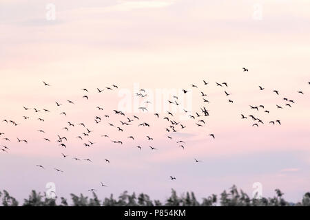 Cormoran pygmée (Turdus pygmaeus) affluent à la côte bulgare pendant la migration d'automne. Banque D'Images