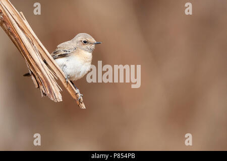 L'Est femelle Traquet Oreillard (Oenanthe melanoleuca) pendant la migration printanière à Eilat, Israël. Banque D'Images