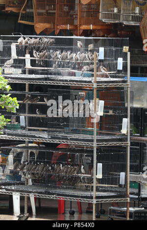 Oiseau de compagnie plein de magasins avec des oiseaux capturés à Singapour. Banque D'Images